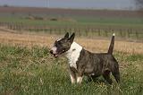 BULL TERRIER MINIATURE 332